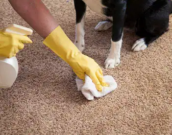 Curry Odor Removal 1 1 Odor removal and disinfection you can trust.