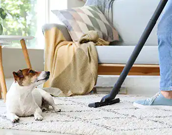 Curry Odor Removal 3 1 Odor removal and disinfection you can trust.