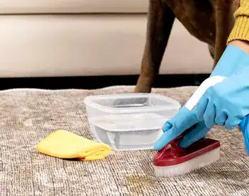 Curry Odor Removal 4 Odor removal and disinfection you can trust.