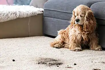 Find it Odor removal and disinfection you can trust.